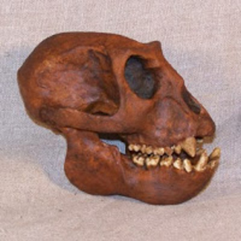 Meganthropus Paleojavanicus