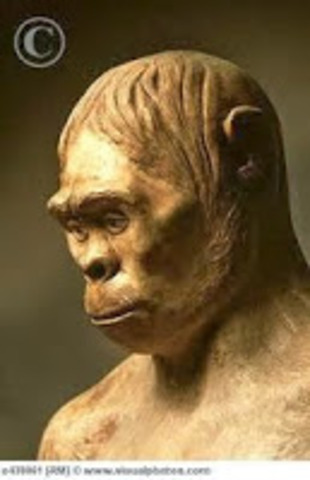 Pithecanthropus Mojokertensis