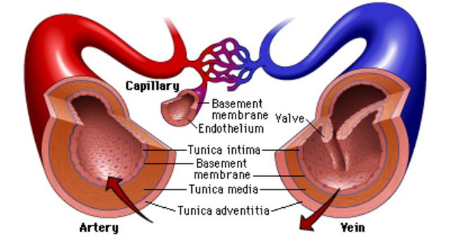 Arteries & Veins 500 BCE