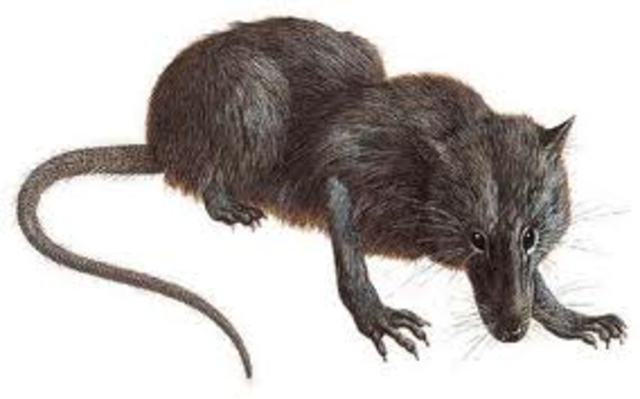 LOS MAMIFEROS SON LA NUEVA ESPECIE PREDOMINANTE