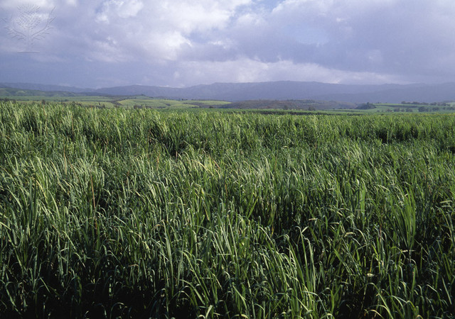 Sugar Plantations become a big thing in Hawaii