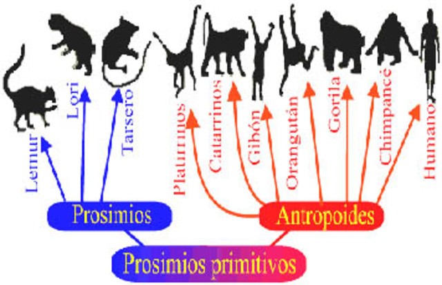 "MAMIFEROS EVOLUCIONAN "10 MILLONES DE AÑOS