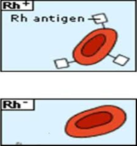 Drs. Karl Landsteiner and Alexander Wiener
