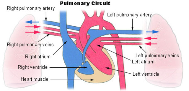 Mid CE. Pulmonary circulation
