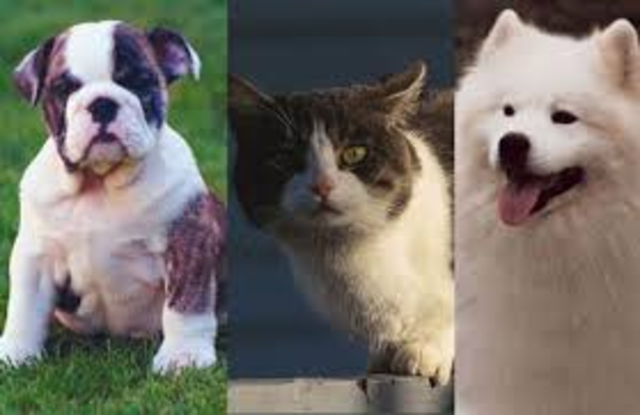 Participación en el XIV Congreso de Pequeñas especies, León Guanajuato