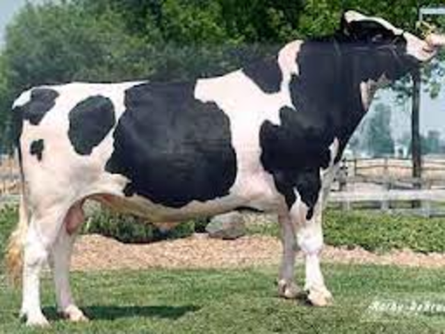 Crianza de Toros raza Holstein.