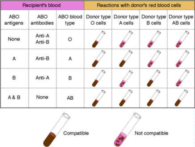 first recorded human-to-human blood transfusion