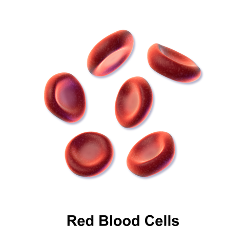 CE. Description of red blood cells