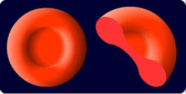 what does a blood cell look like