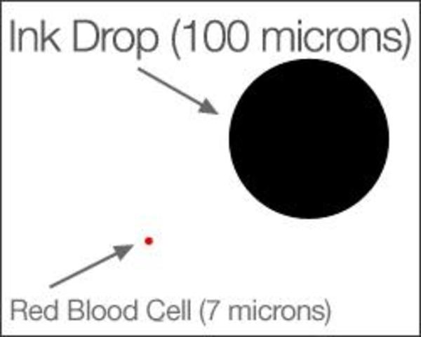 red blood cells size