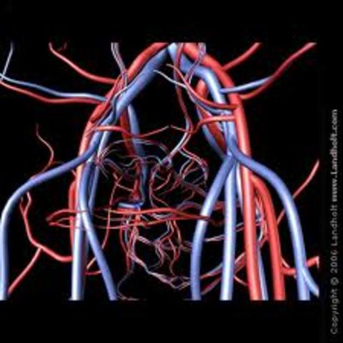 ON THE VALVES IN VEINS