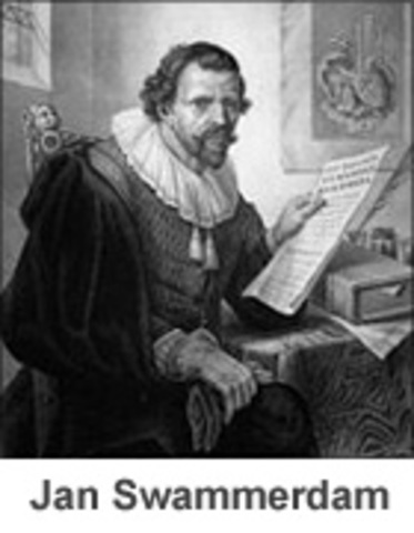 discovery of red blood cells