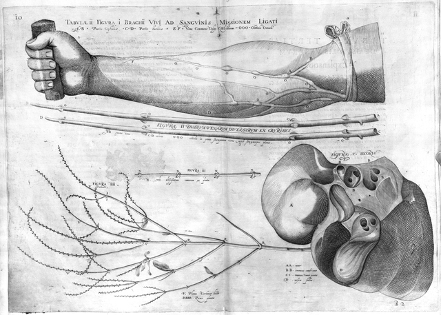 First drawings of vein valves