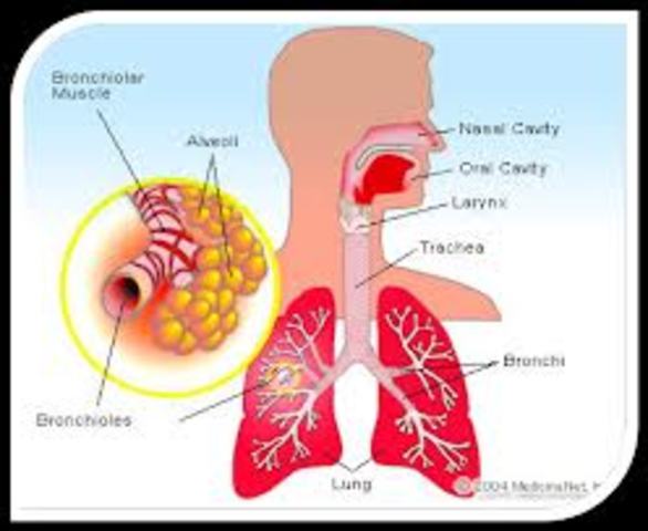 Eminent Cairo and Ibn al-Nafis