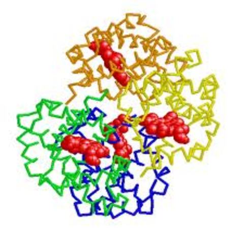 Structure of hemoglobin is closely examined