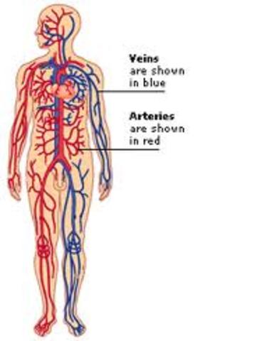 Arteries & Veins
