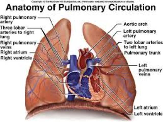 Pulmonary Circulation