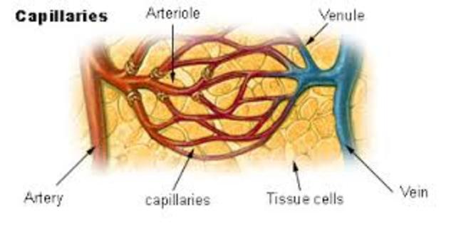 Capillary System