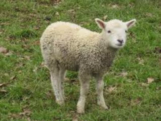 Tranfusion with Sheep Blood