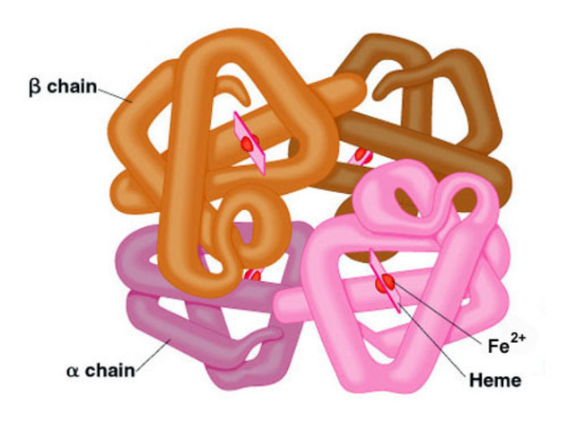 Structure of hemoglobin