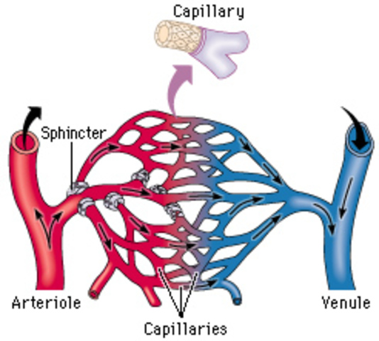 Capillary system