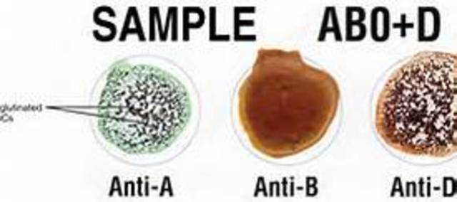 cross matching blood types