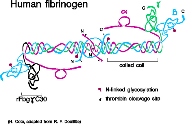 Fibrogen is the key protein