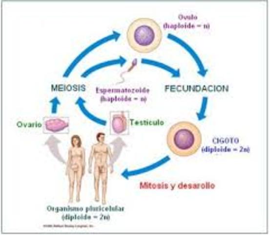 Las células sexuales