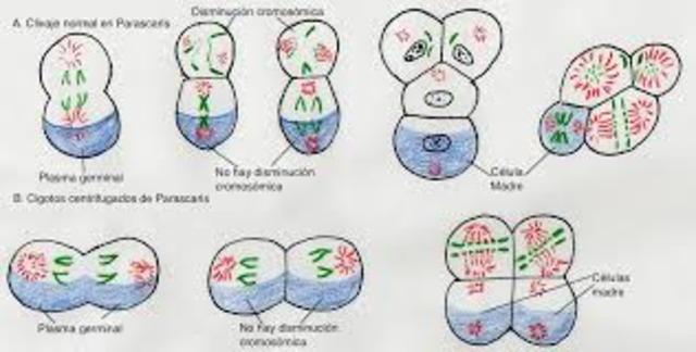 Las células sexuales