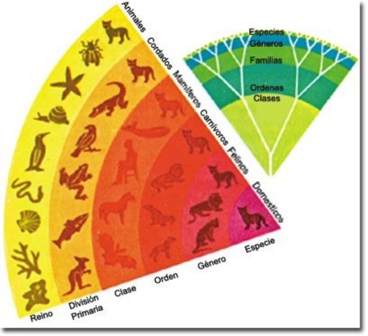clasificación de los seres vivos