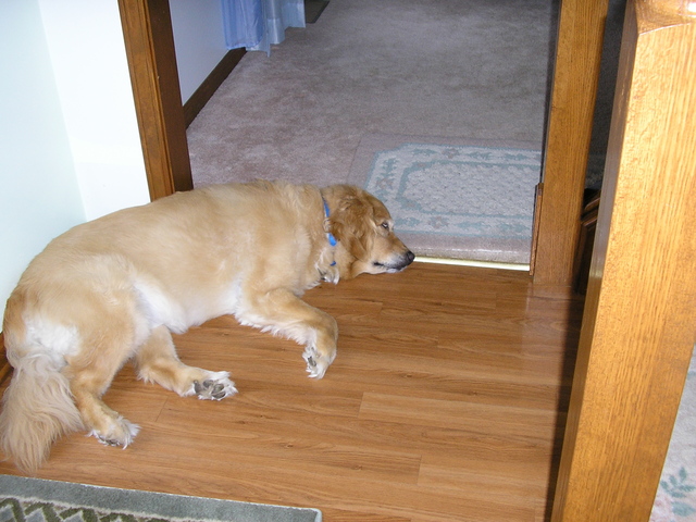 Created a complex chart explaining in detail why my family should get a dog. Was able to use logic to get my point across