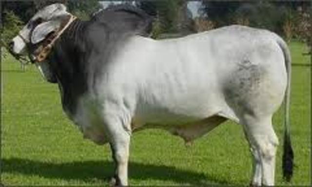 Invención del ganado vacuno