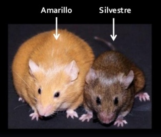 descubrimiento del primer alelo letal (lucien cuenot)