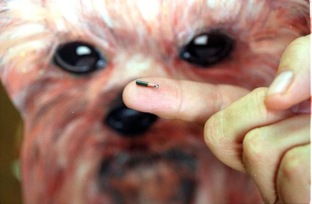 Microchipping