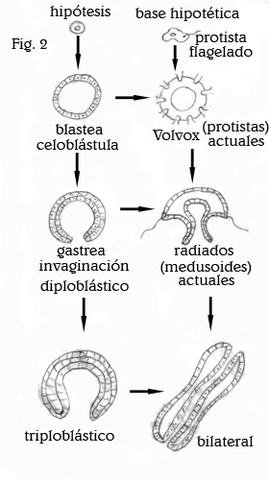 Teoría colonial (HAECKEL)