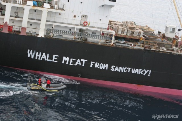 My encounter with the whalers