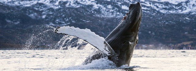 My Plunge in the land of Ice