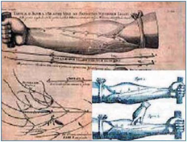 On The Valves In Veins