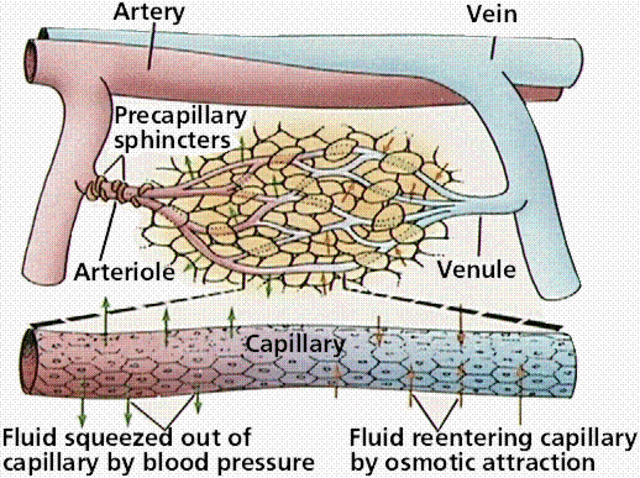 The Capillary system