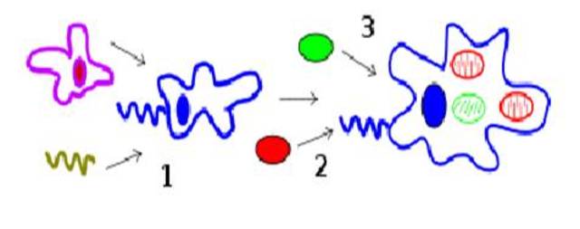 La teoría de la endosimbiosis