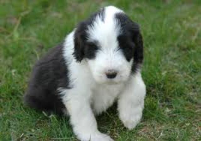 Meet Buster - PSYCHOSOCIAL