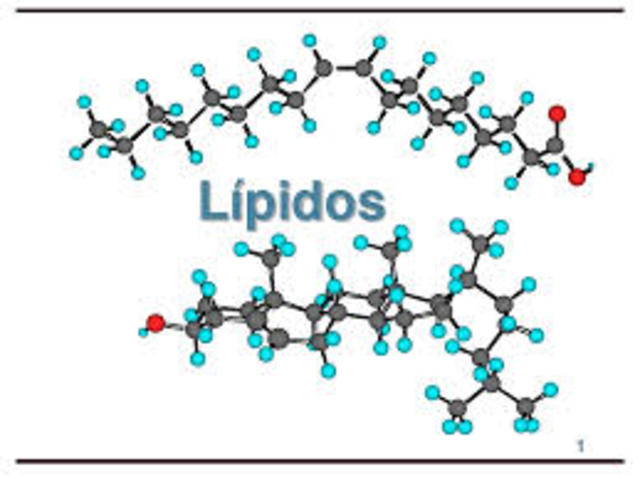 lipidos
