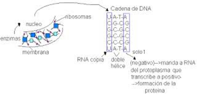 Asociación Protoplasma.Protozoarios