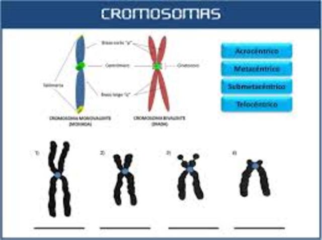 CROMOSOMAS
