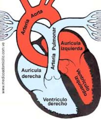 LA CIRCULACION DE LA SANGRE