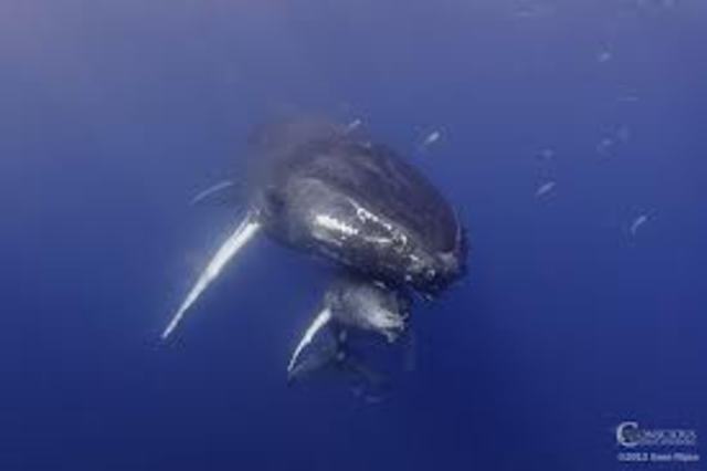 Angus the Whale is born