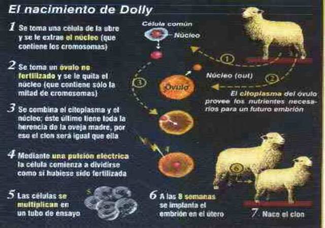LA OVEJA DOLLY
