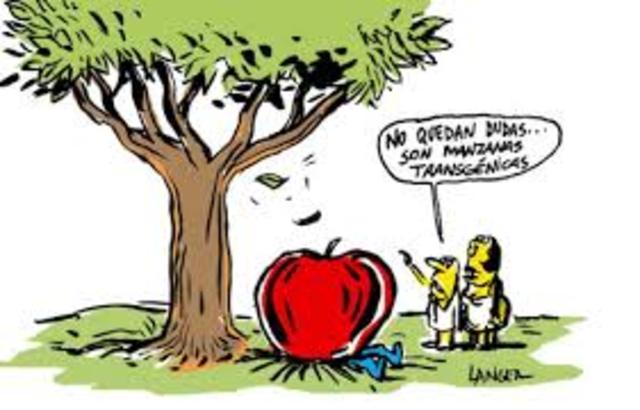 Organos transgenicos