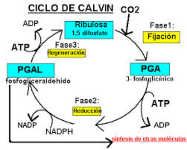 CICLO DE CLAVIN