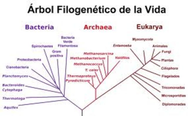 SISTEMA DE LOS TRES DOMINIOS
